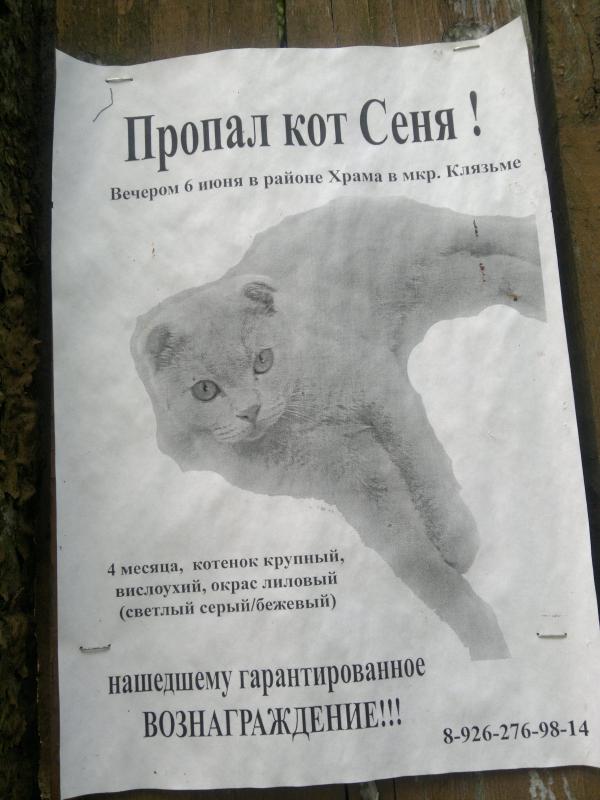 Объявление о потере кота образец