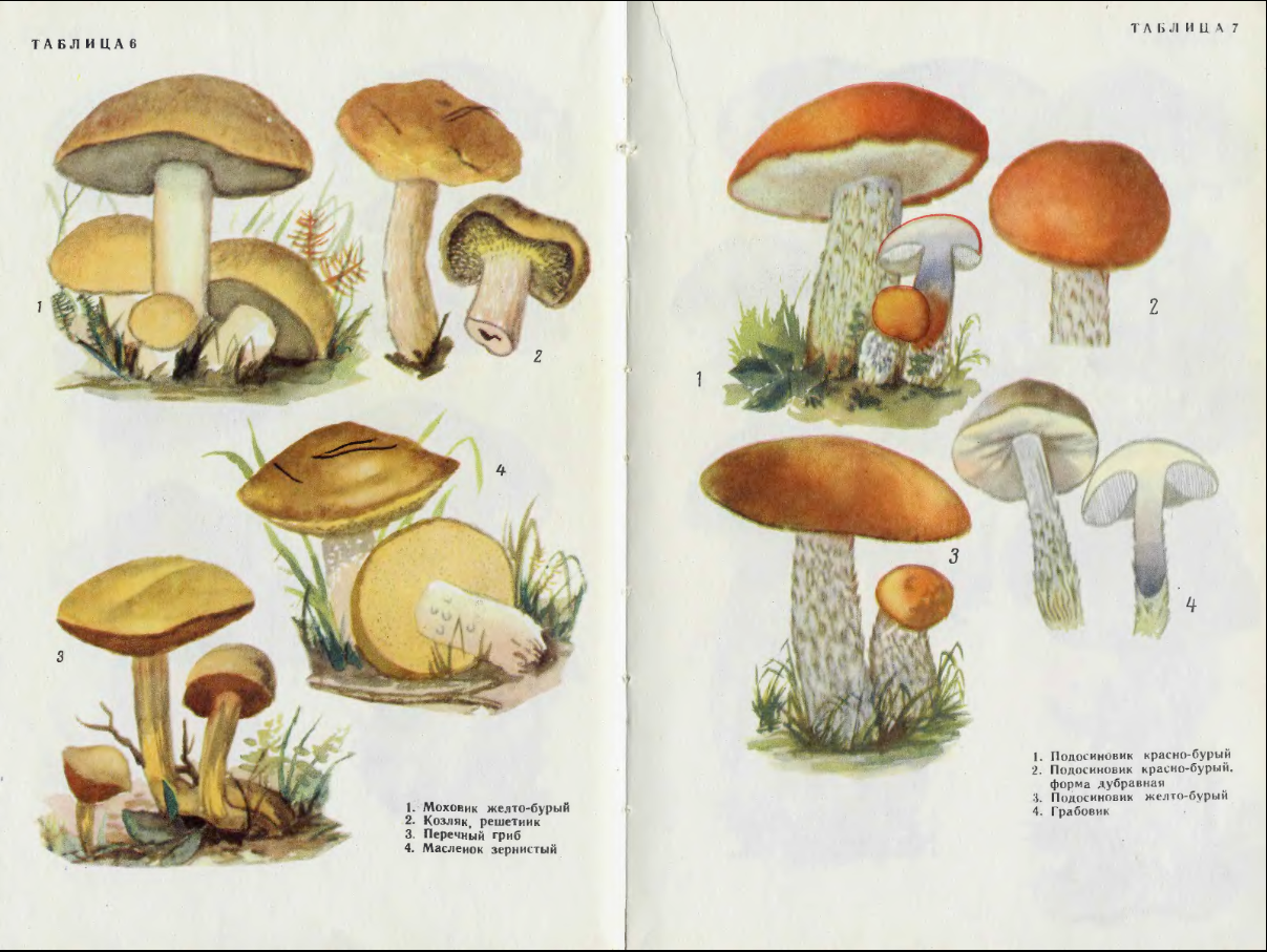 Рисунок съедобного гриба и его название